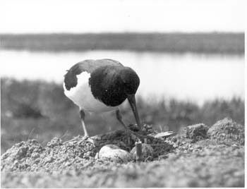 Scholekster Mei 1929